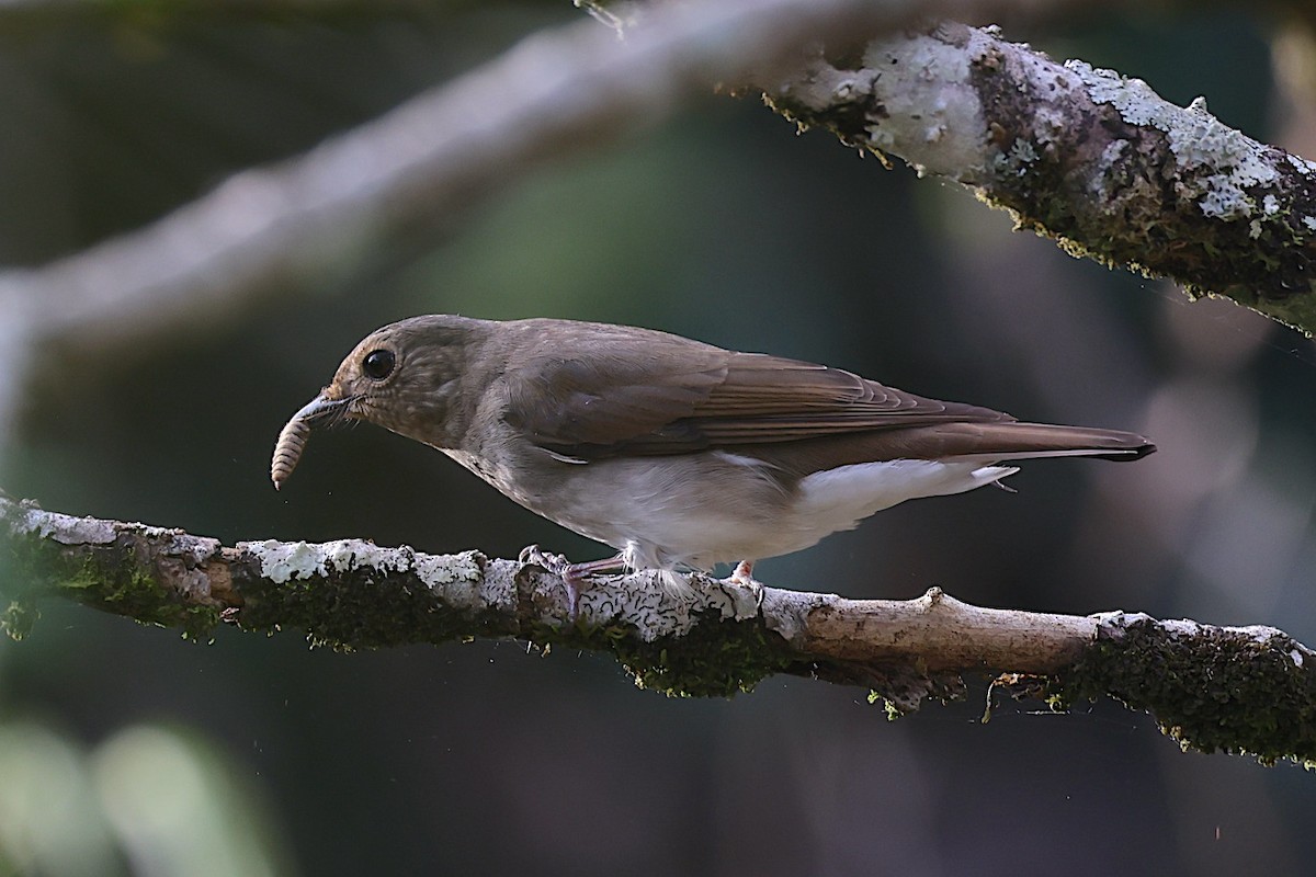 Blue-and-white Flycatcher - ML647547056
