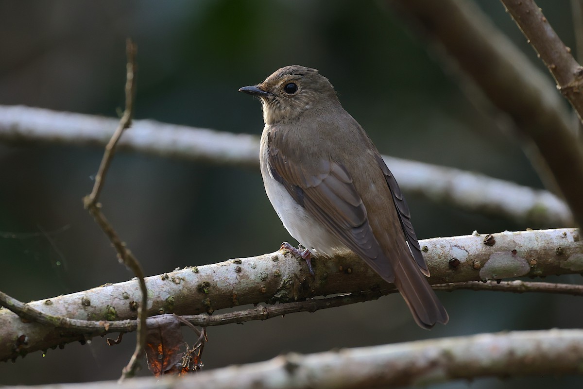 Blue-and-white Flycatcher - ML647547057