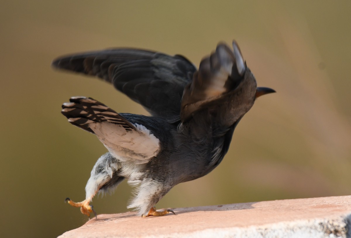 Gray-bellied Cuckoo - ML647547058
