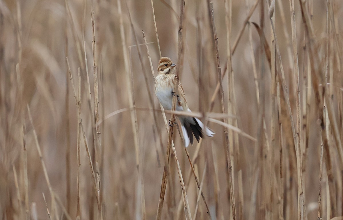 Reed Bunting - ML647547059