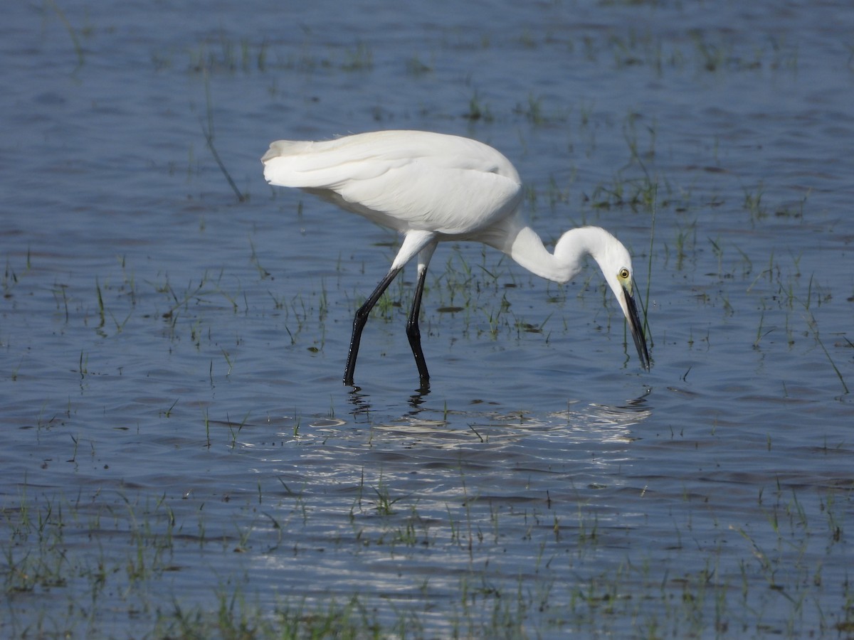 Little Egret - ML647547060