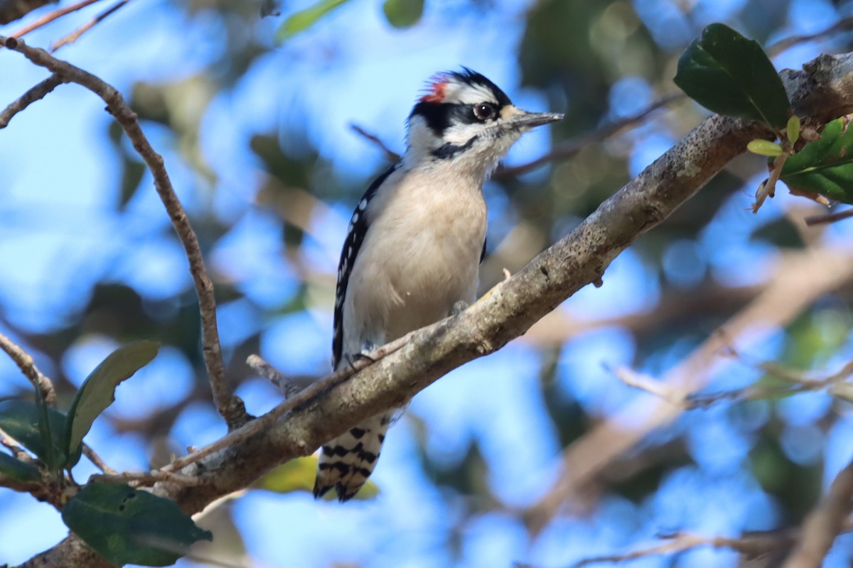 Downy Woodpecker - ML647547061
