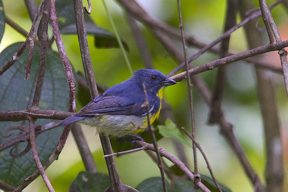 Yellow-rumped Flowerpecker - ML647547062