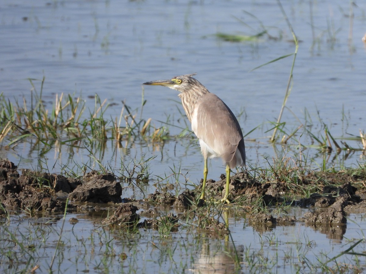 Chinese Pond-Heron - ML647547063