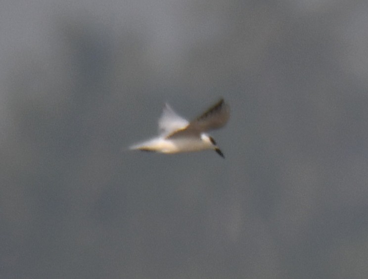 Whiskered Tern - ML647547065
