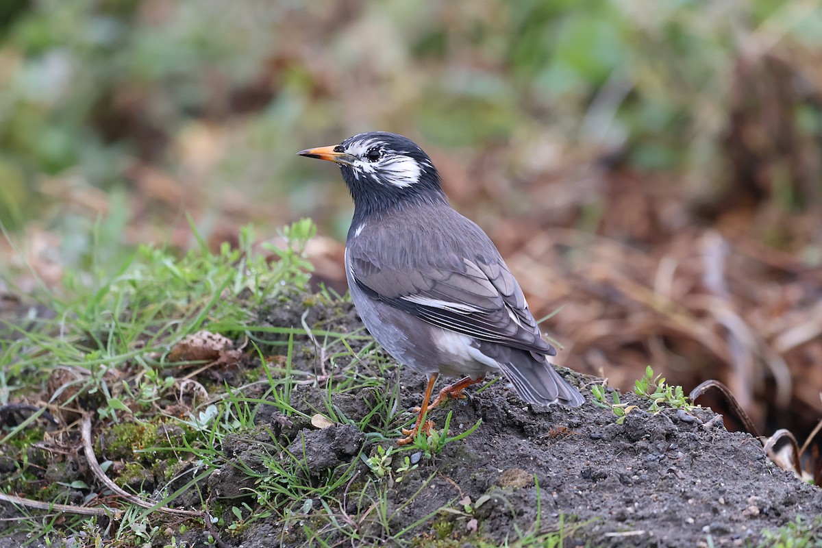 White-cheeked Starling - ML647547066