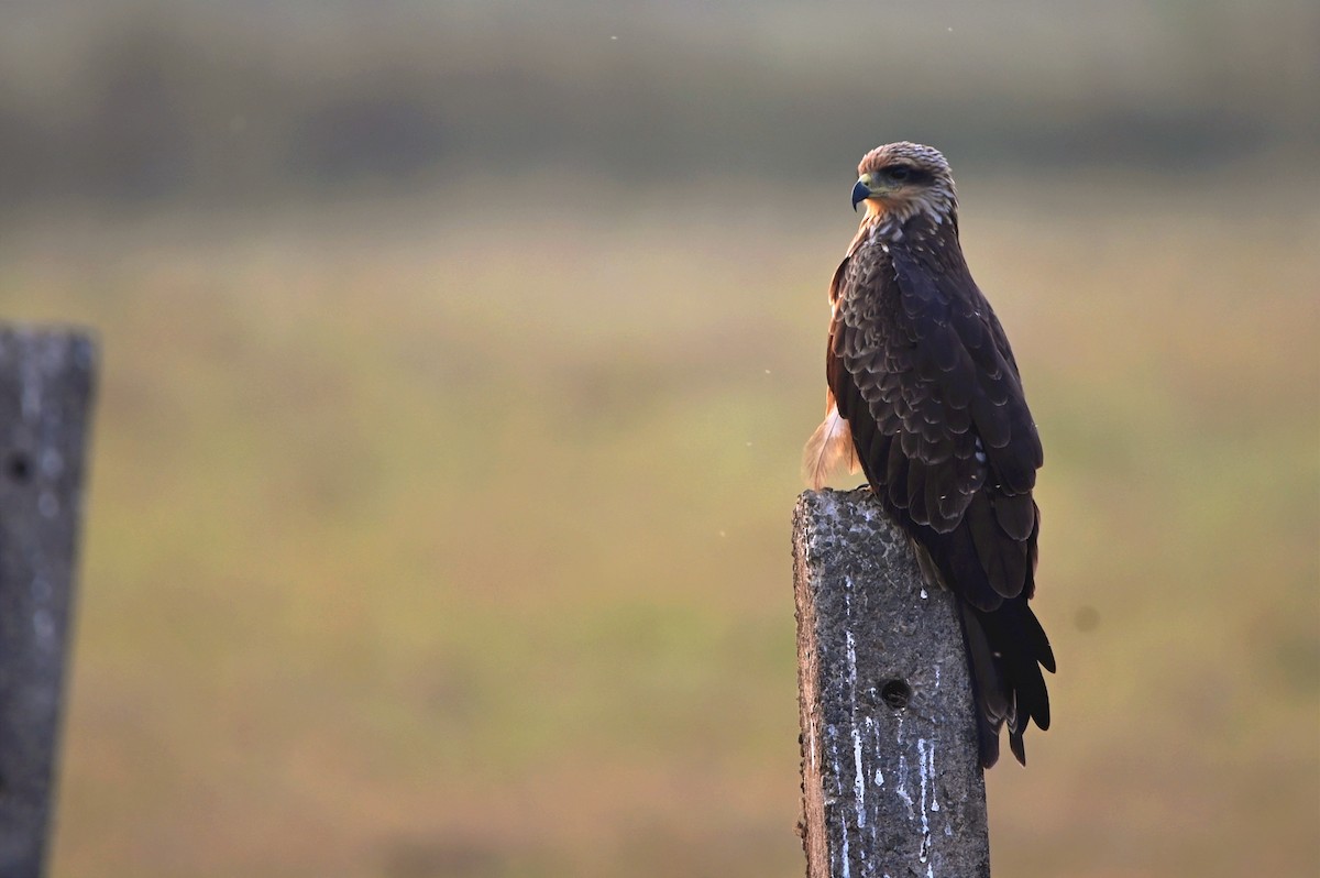 Black Kite (Black-eared) - ML647547067