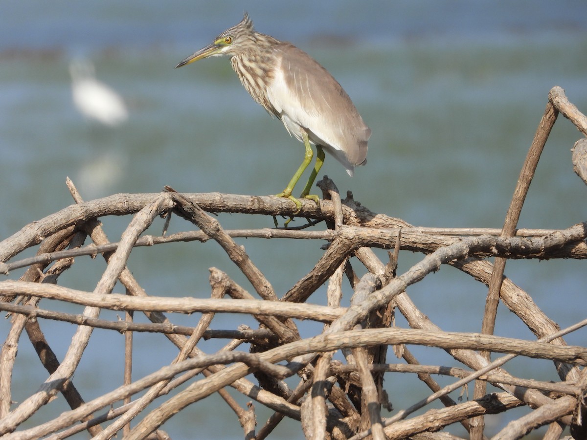Chinese Pond-Heron - ML647547068