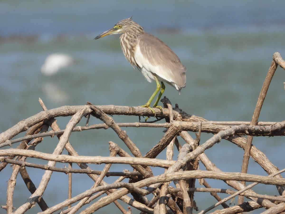 Chinese Pond-Heron - ML647547069