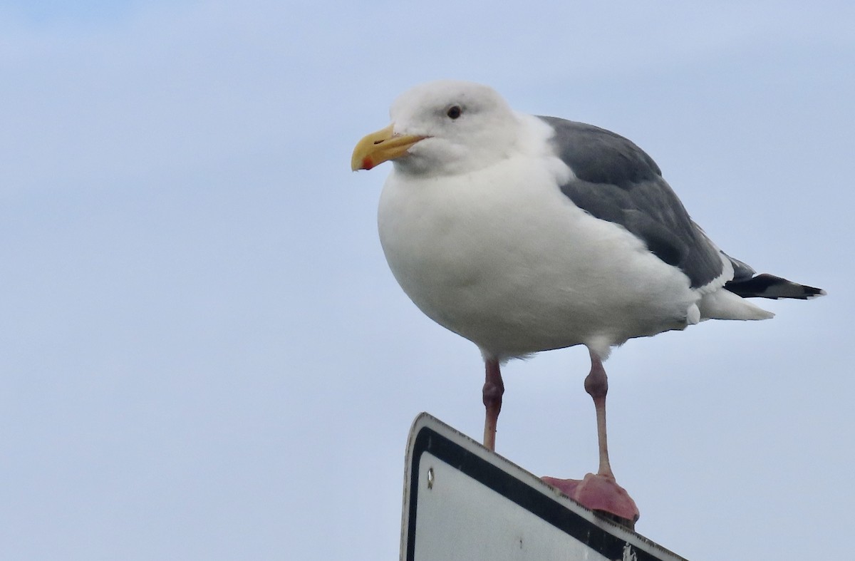 Gaviota Occidental - ML647547070