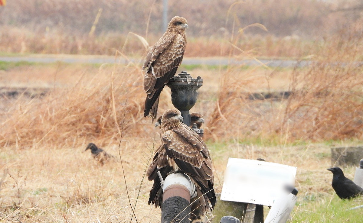 Black Kite - ML647547071