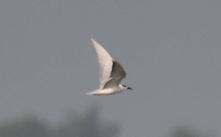 Whiskered Tern - ML647547074