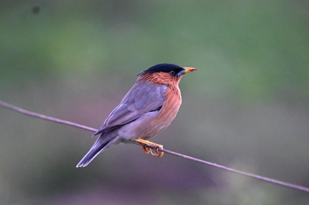 Brahminy Starling - ML647547075