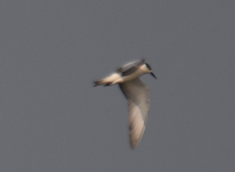Whiskered Tern - ML647547083
