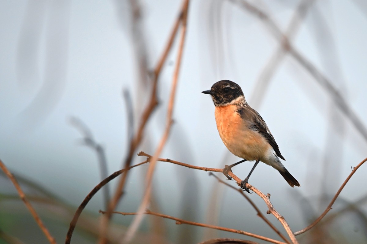 Siberian Stonechat - ML647547084