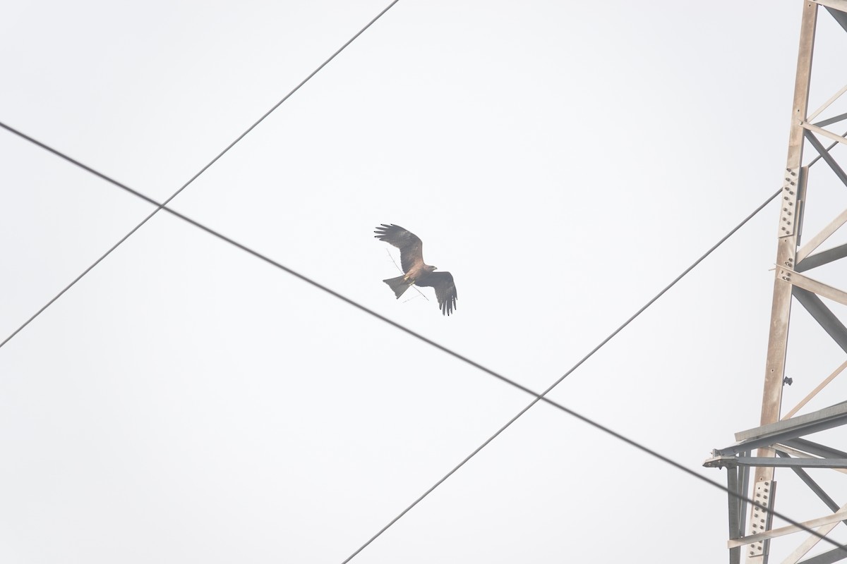 Black Kite - ML647547086