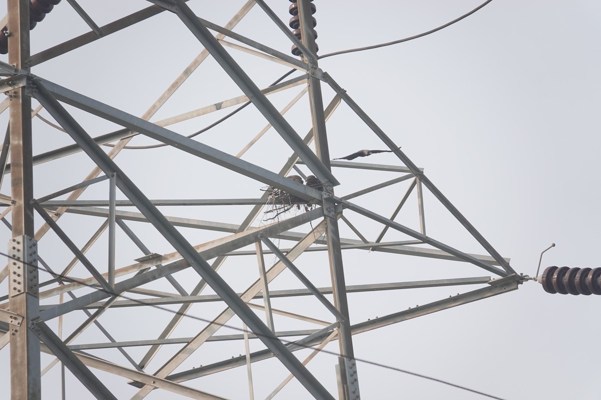 Black Kite - ML647547087