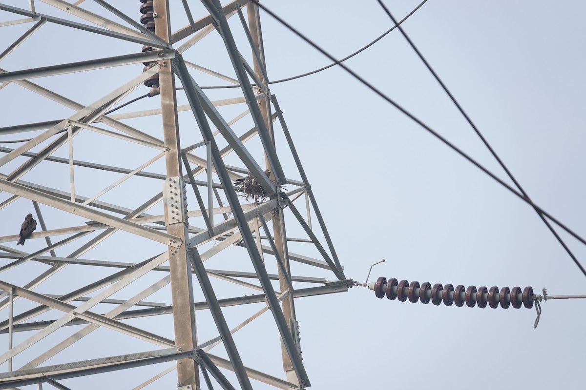 Black Kite - ML647547088