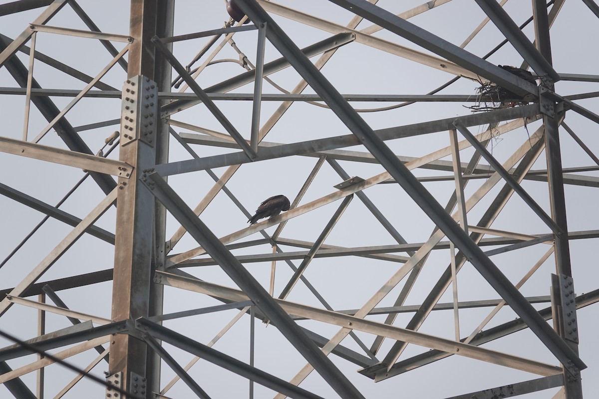 Black Kite - ML647547089