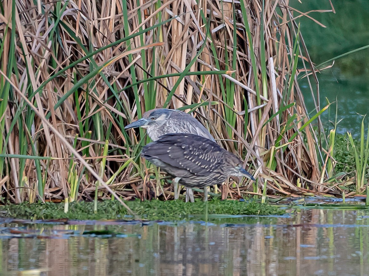 Yellow-crowned Night Heron - ML647547095