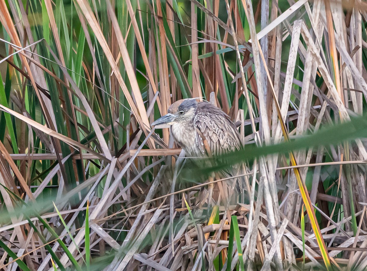 Yellow-crowned Night Heron - ML647547096