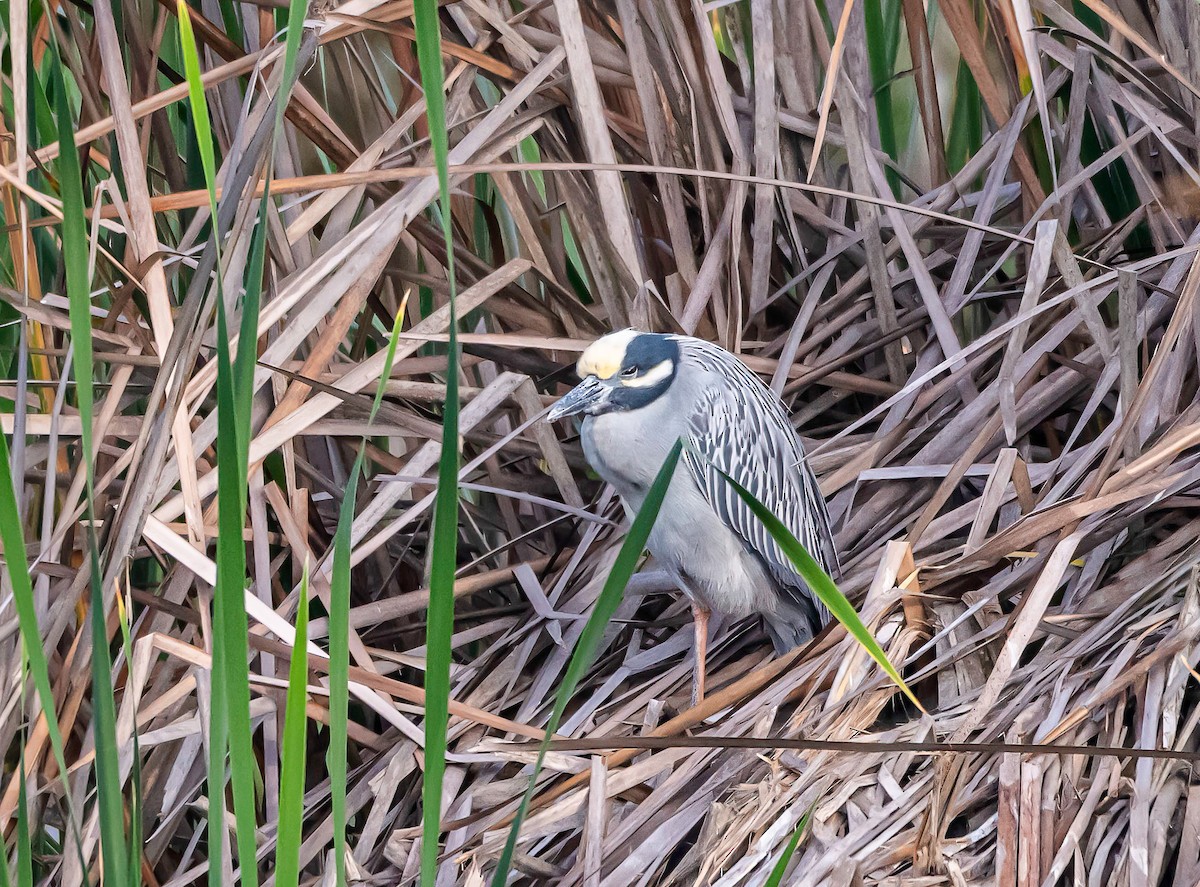 Yellow-crowned Night Heron - ML647547097