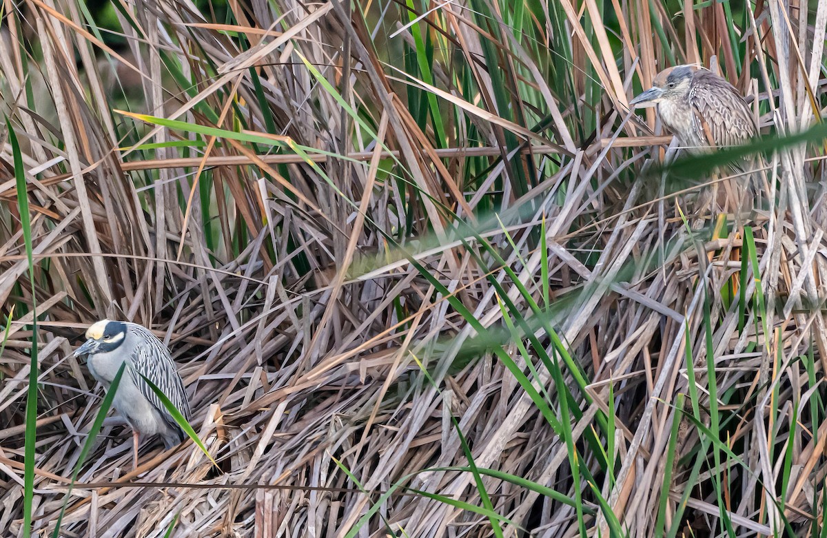 Yellow-crowned Night Heron - ML647547098