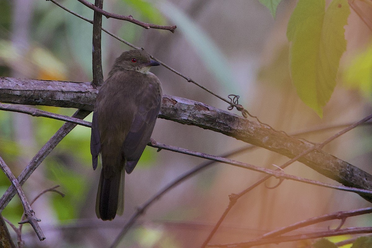 Cream-vented Bulbul - ML647547103