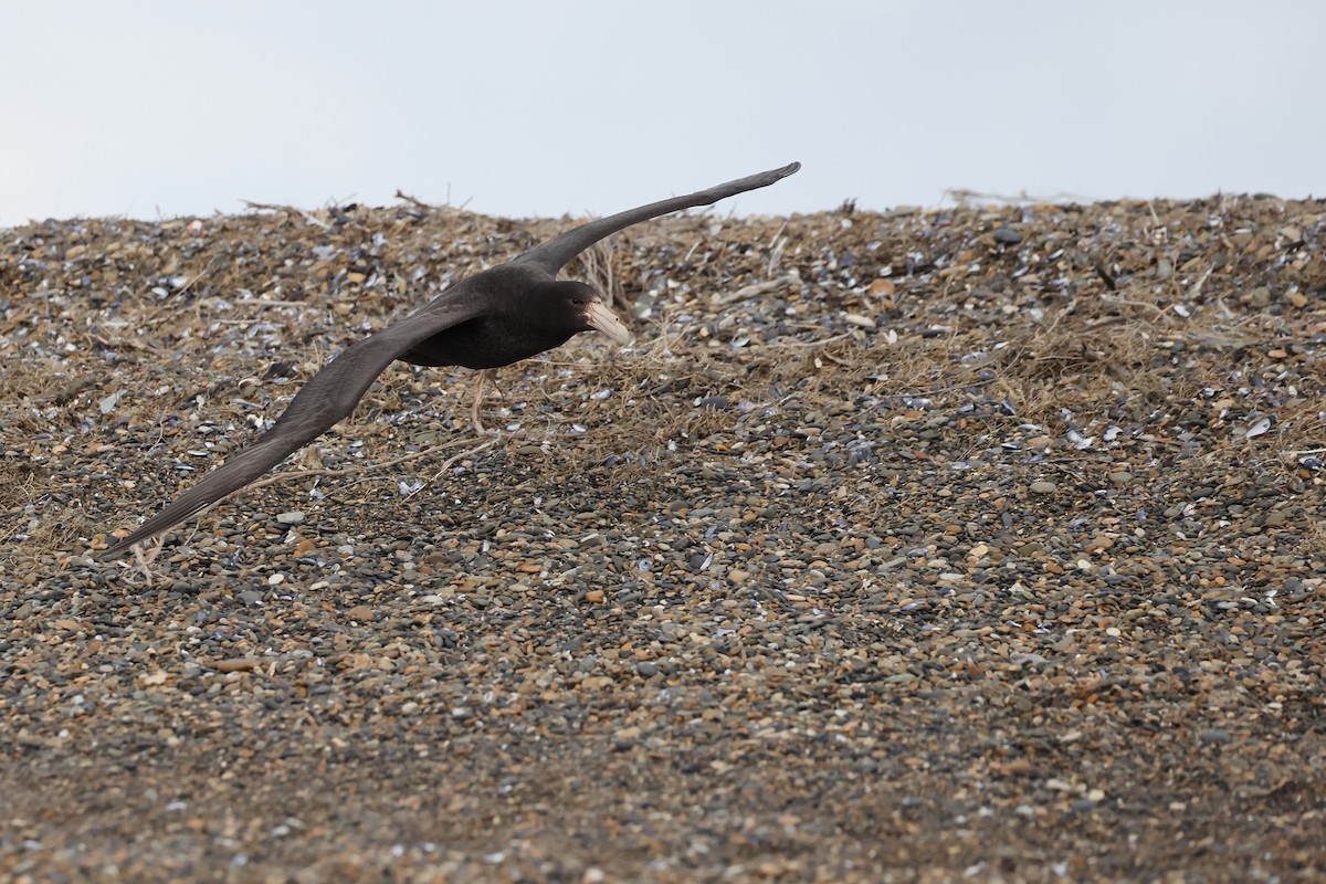 סערון-ענק דרומי - ML647547116