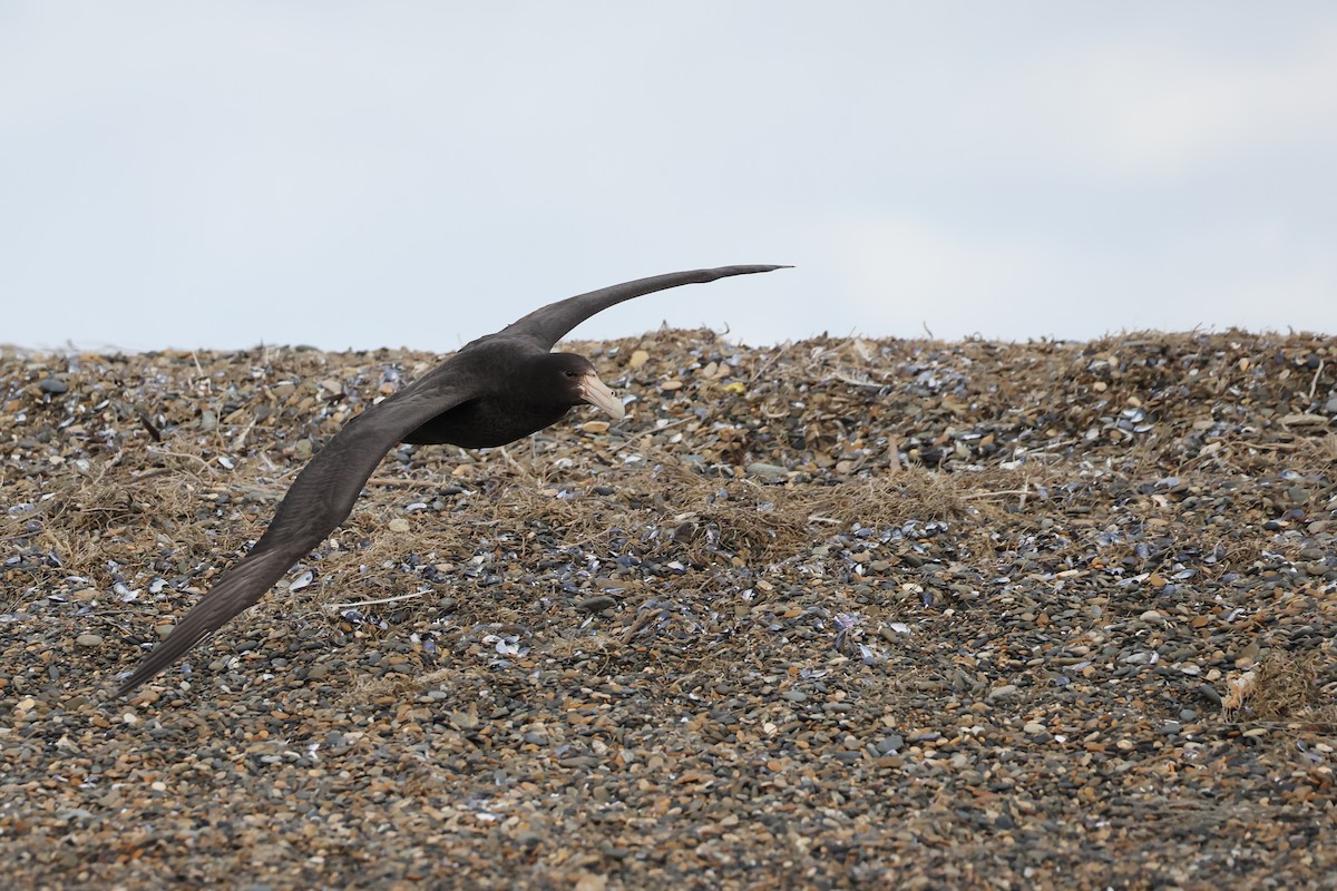סערון-ענק דרומי - ML647547117