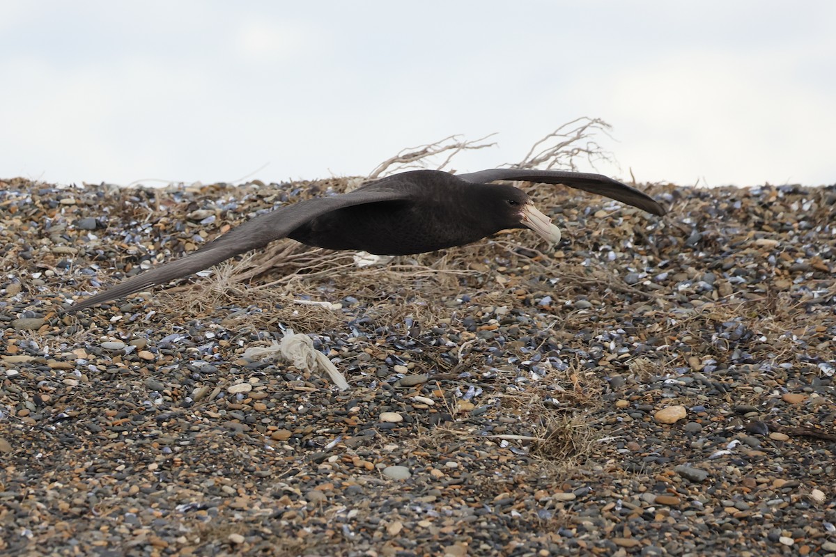 סערון-ענק דרומי - ML647547121