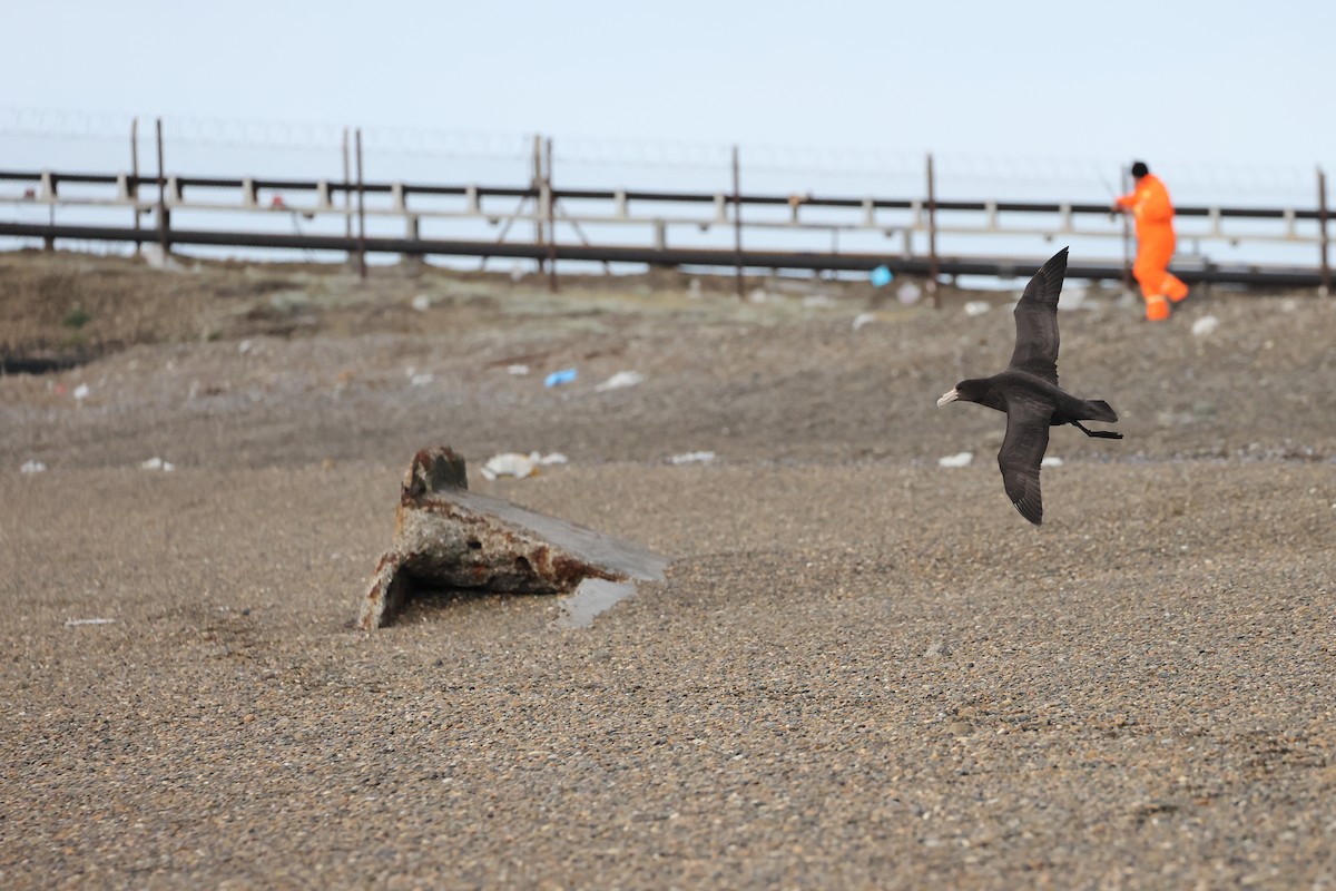 סערון-ענק דרומי - ML647547124