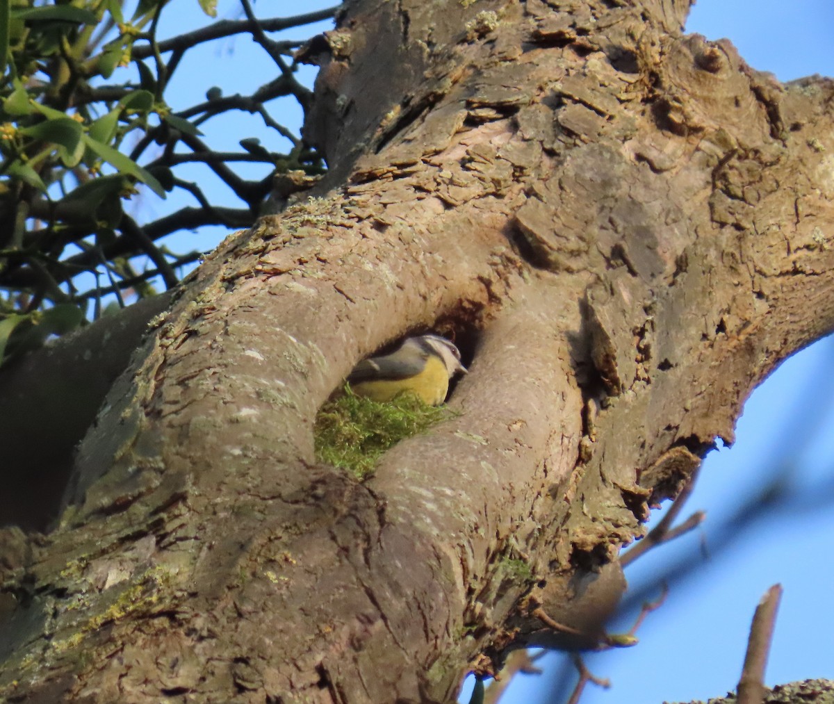 Eurasian Blue Tit - ML647547125