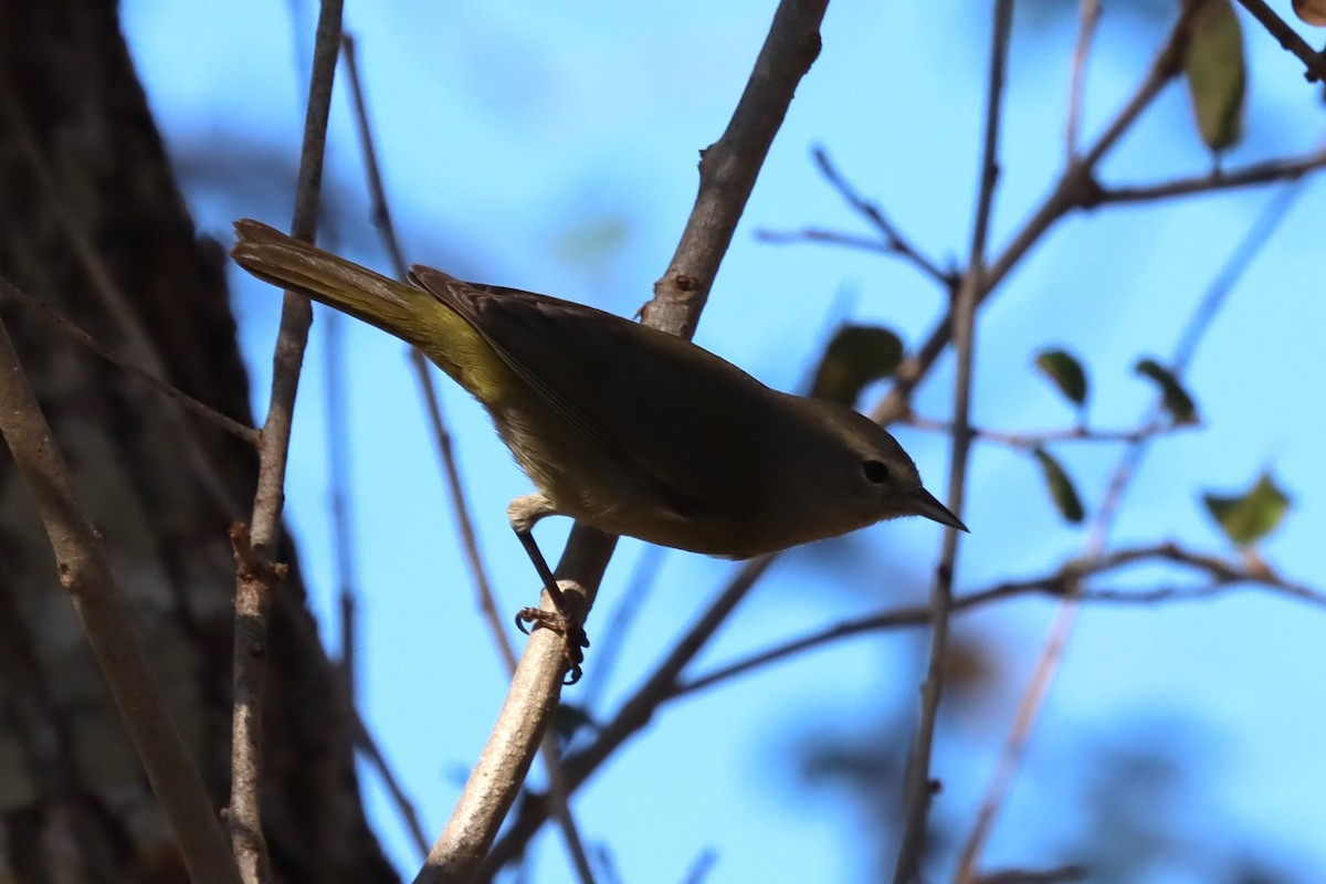 oransjekroneparula - ML647547126