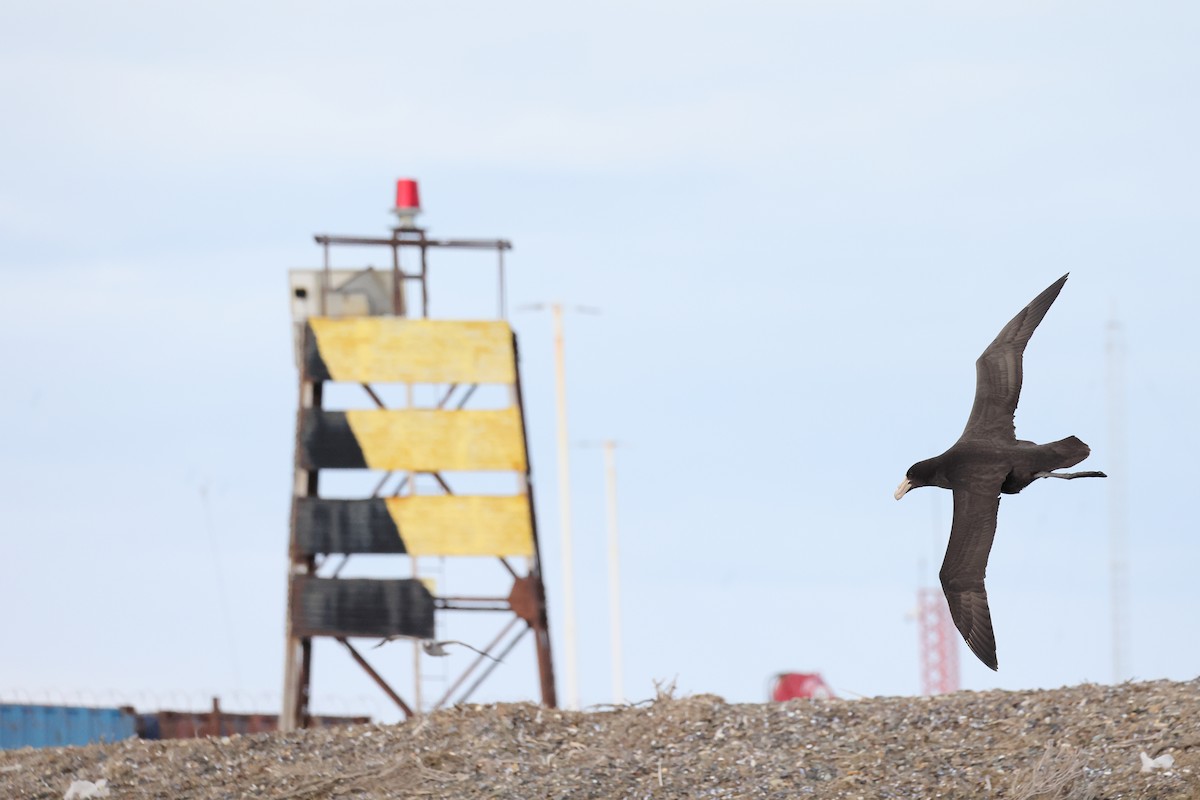 סערון-ענק דרומי - ML647547127