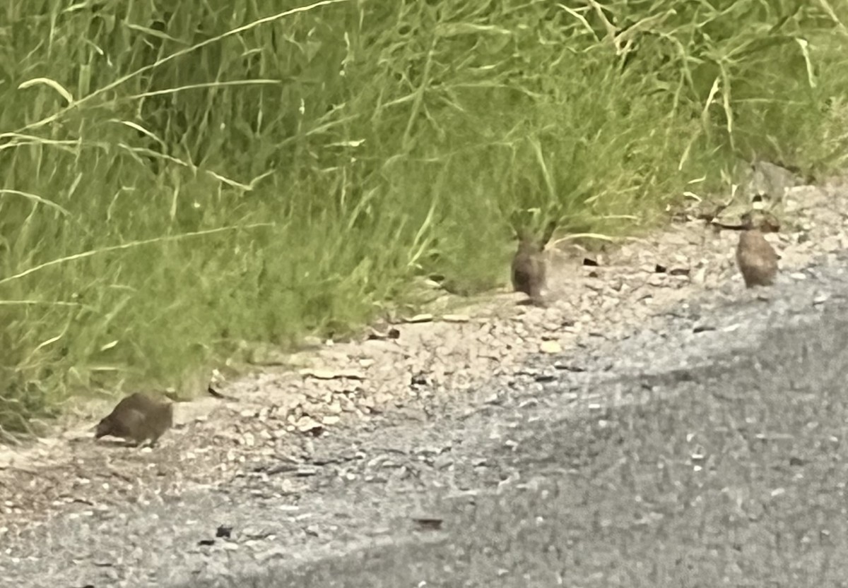 Brown Quail - ML647547130