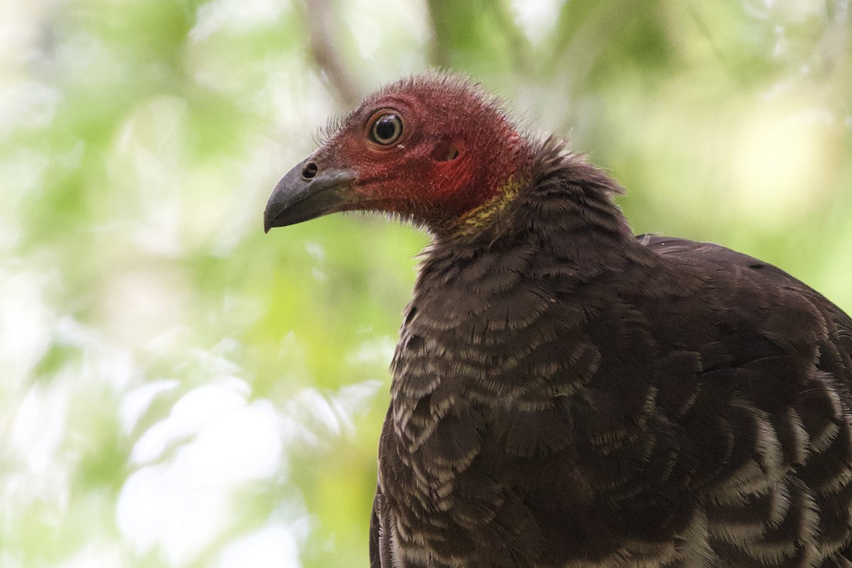 klaveovnhøne - ML647547132