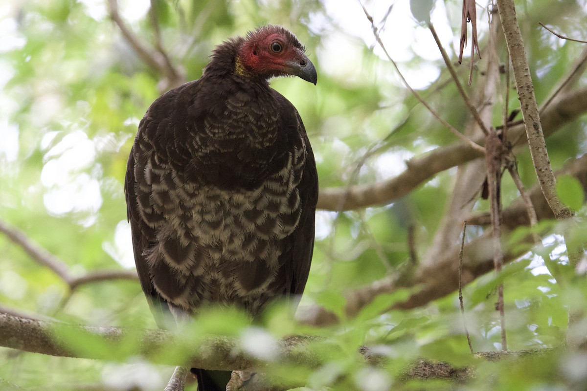 klaveovnhøne - ML647547133