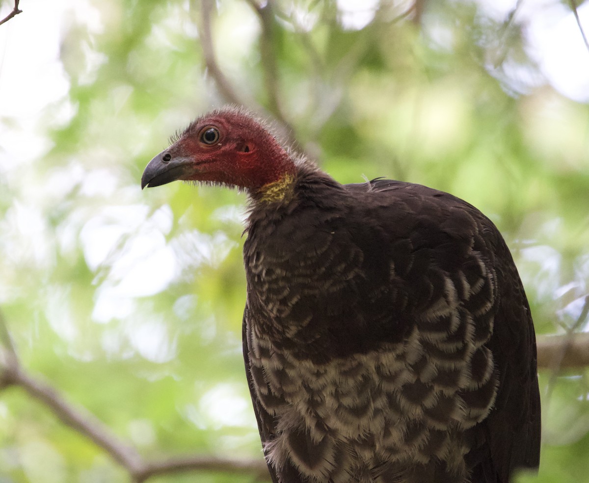 klaveovnhøne - ML647547134