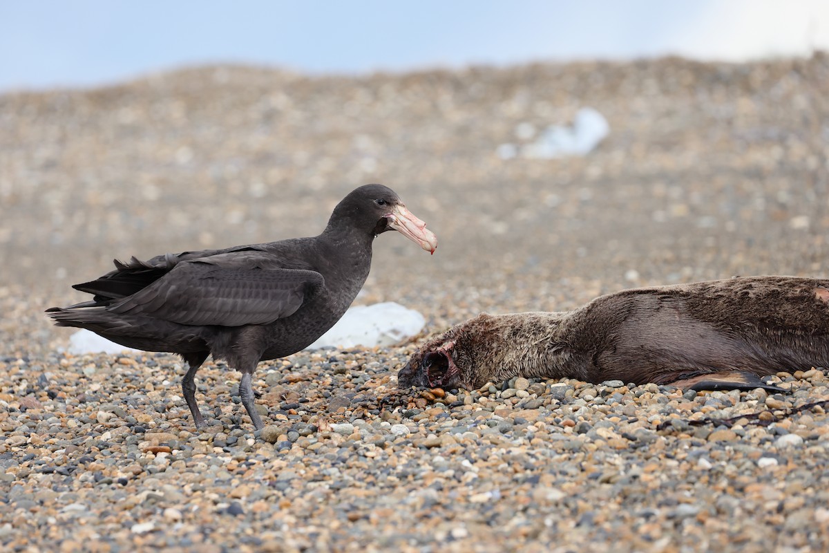 סערון-ענק דרומי - ML647547141