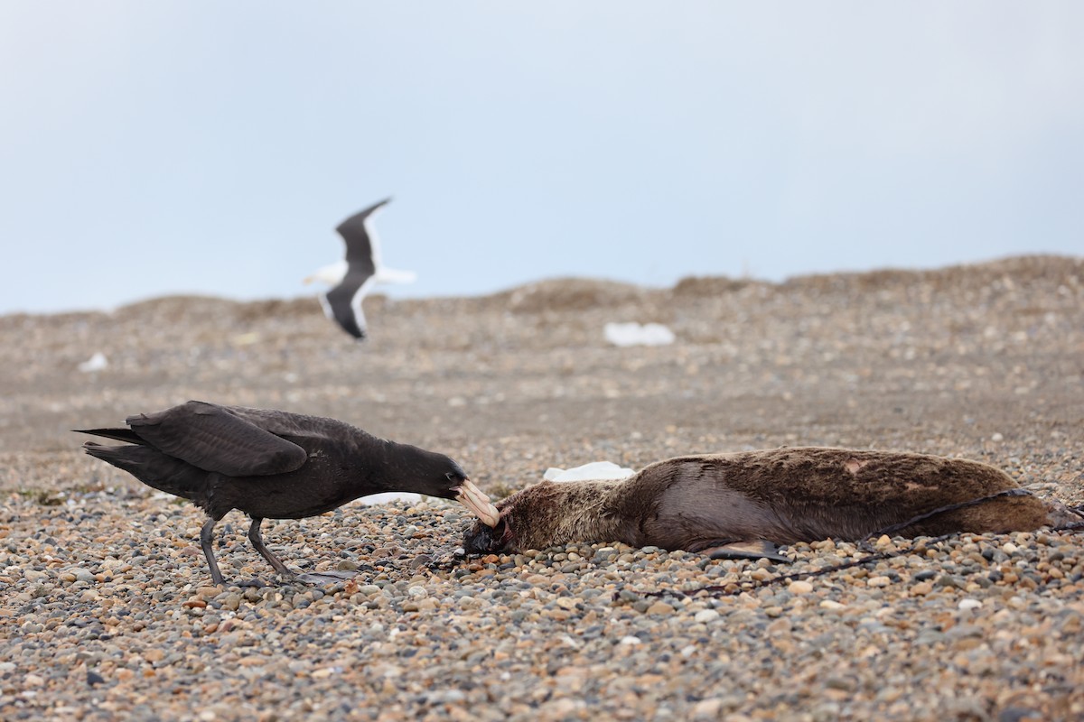סערון-ענק דרומי - ML647547144