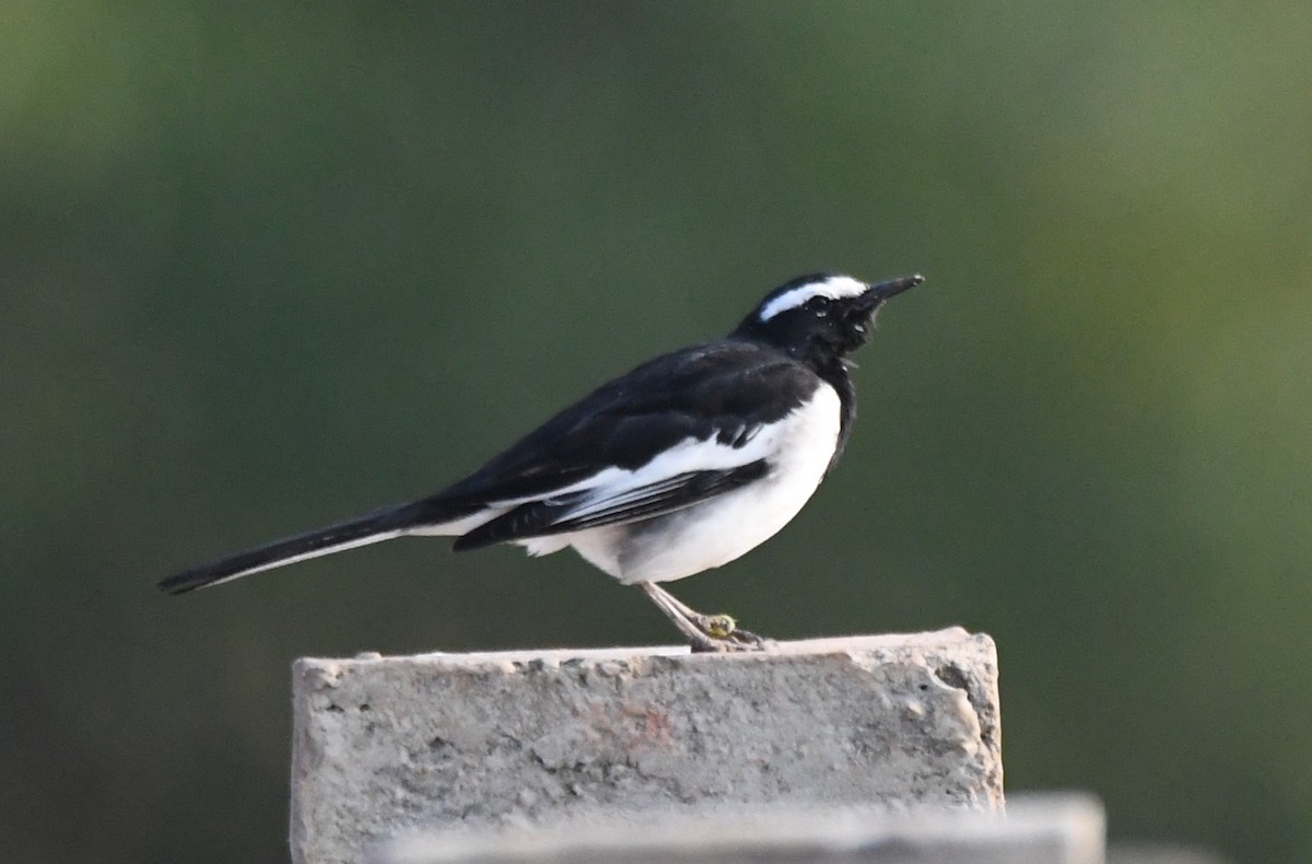 skjæreerle - ML647547145