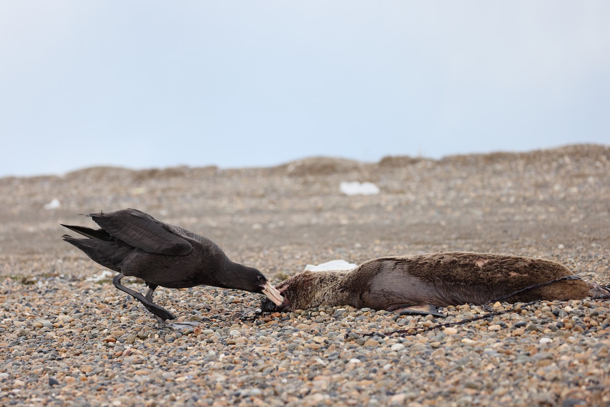 sørkjempepetrell - ML647547146