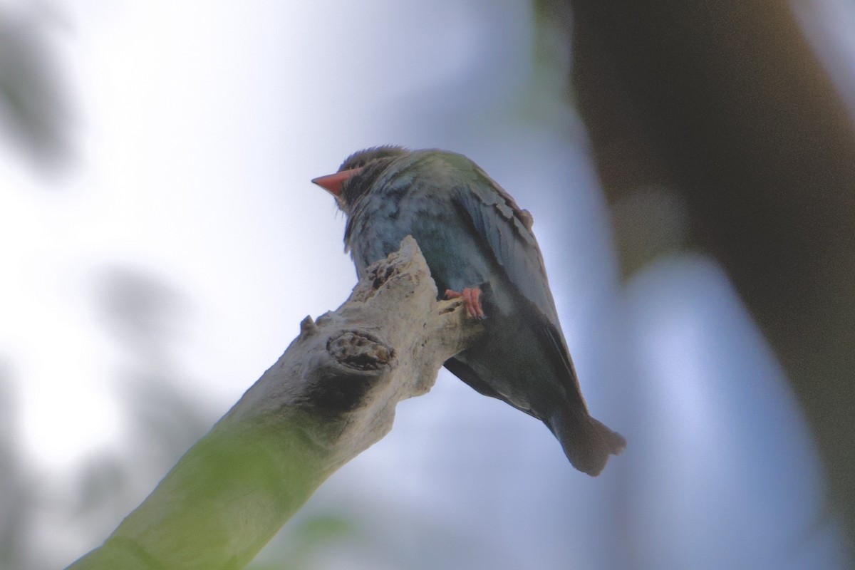 orientråke - ML647547147