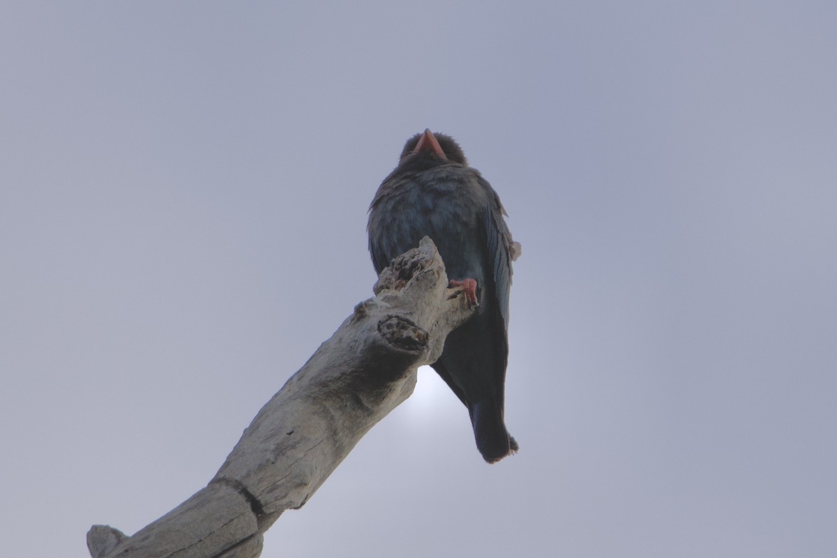 orientråke - ML647547148