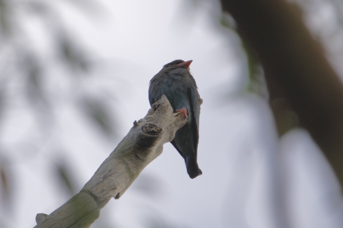 orientråke - ML647547149