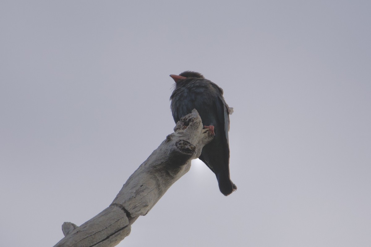 orientråke - ML647547150