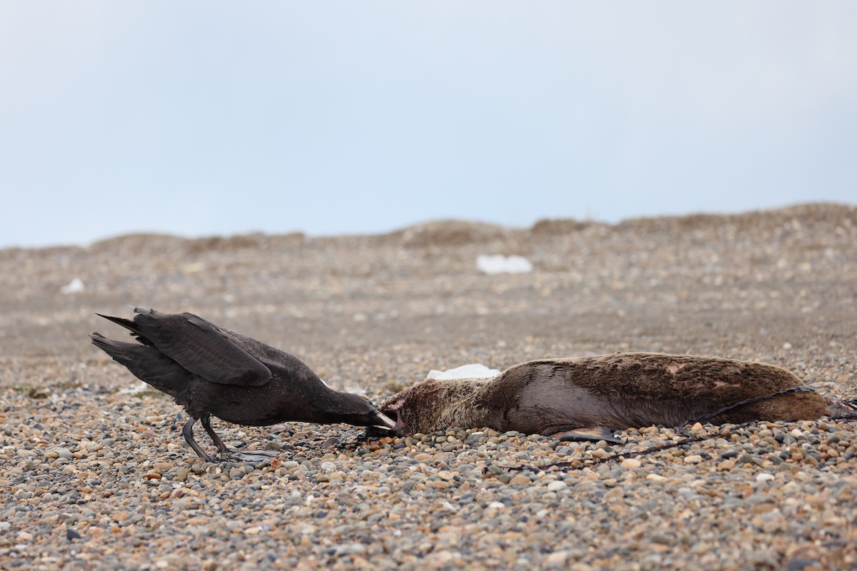 sørkjempepetrell - ML647547151