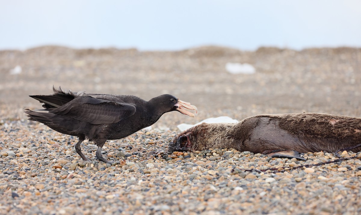 sørkjempepetrell - ML647547152