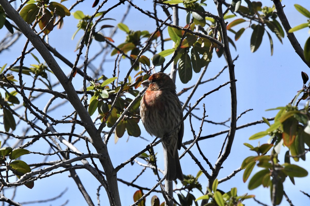 husrosenfink (mexicanus gr.) - ML647547153